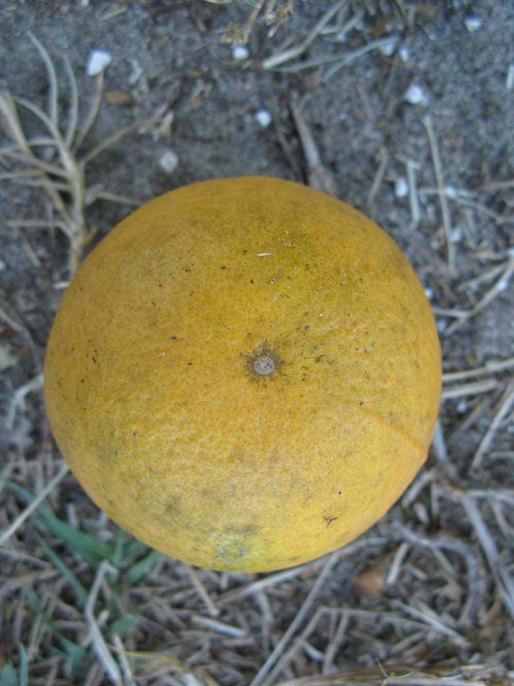            Fruit (Winter Haven, FL)   